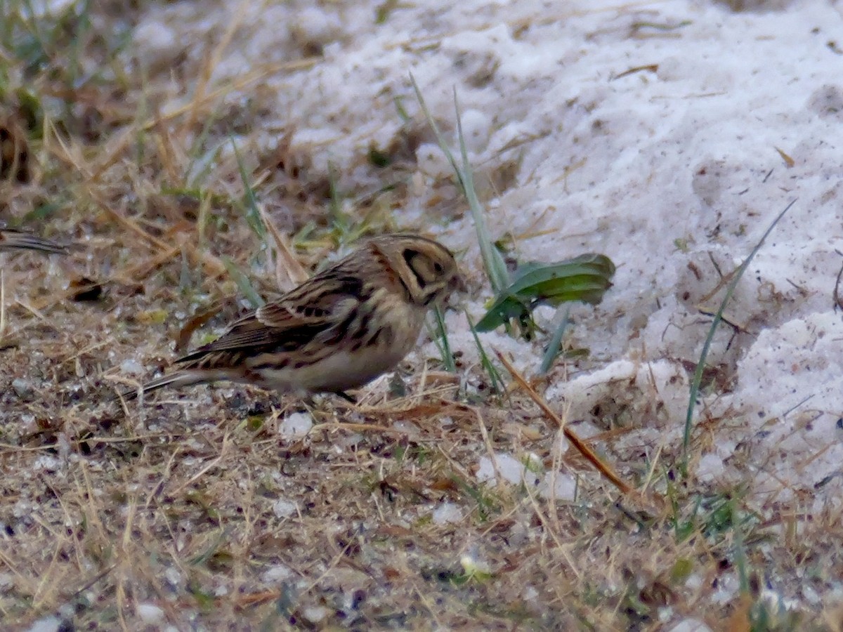 Lapland Longspur - ML646347870