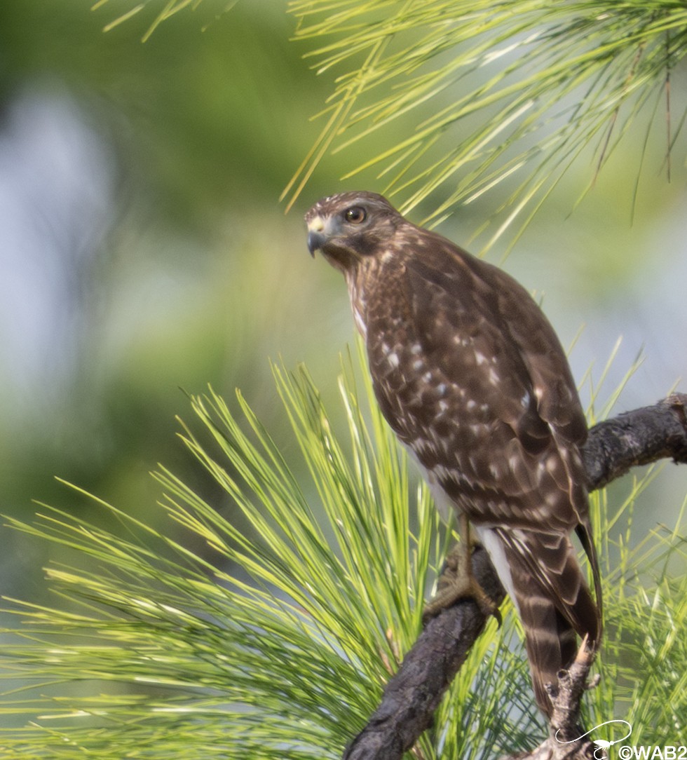 カタアカノスリ - ML646347872