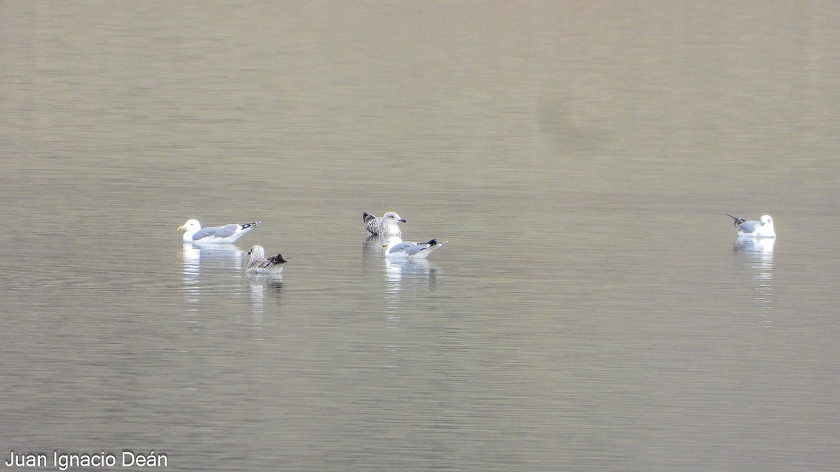 racek středomořský - ML646347874