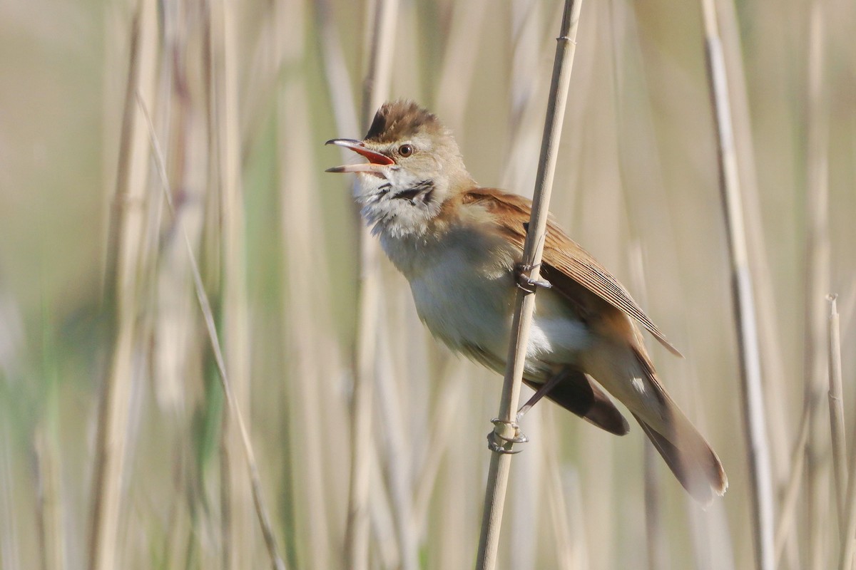 Great Reed Warbler - ML646347876
