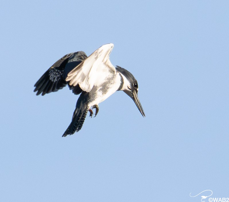 アメリカヤマセミ - ML646347892