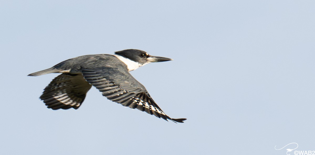 アメリカヤマセミ - ML646347893