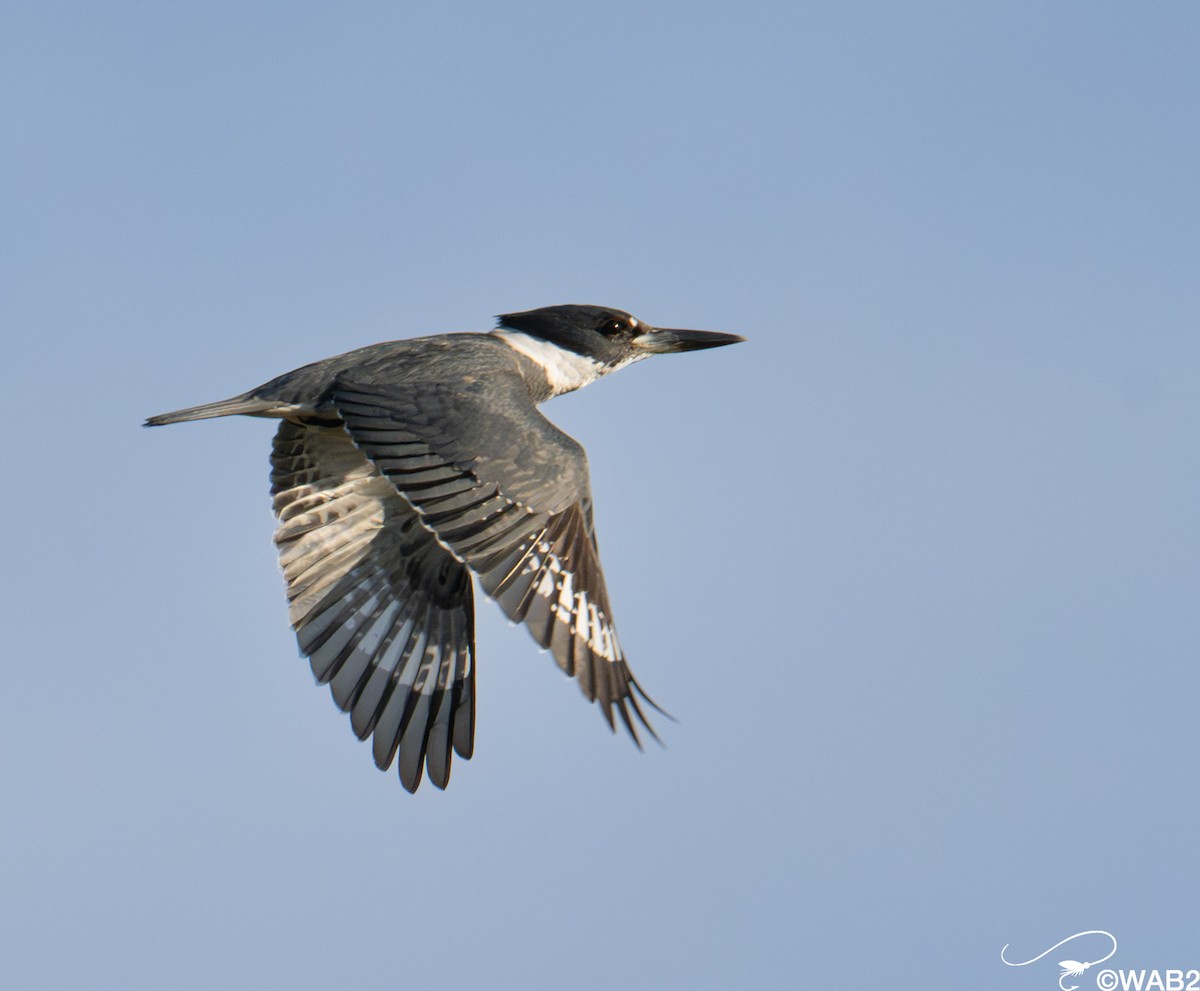 アメリカヤマセミ - ML646347894