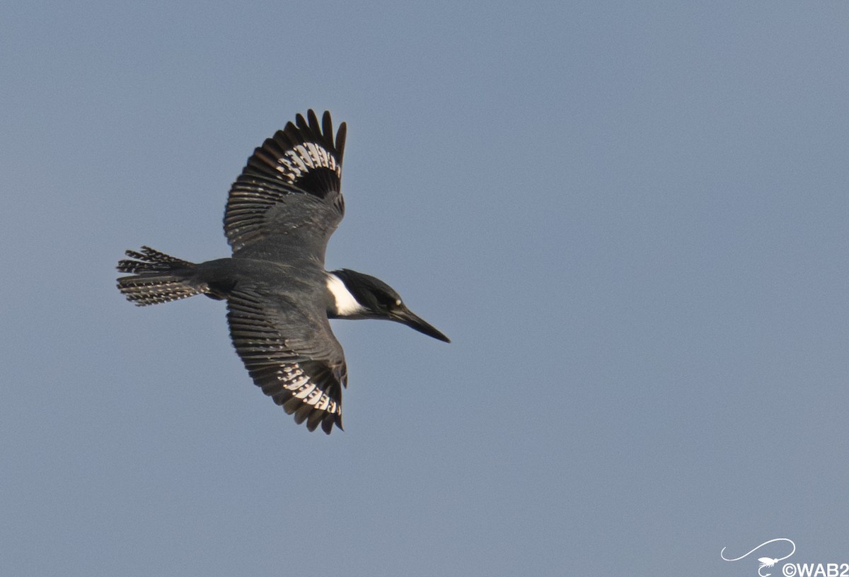 アメリカヤマセミ - ML646347895