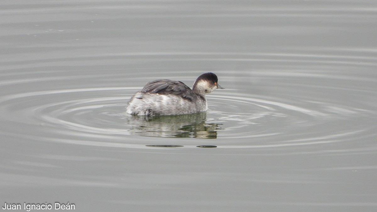 Grèbe à cou noir - ML646347896