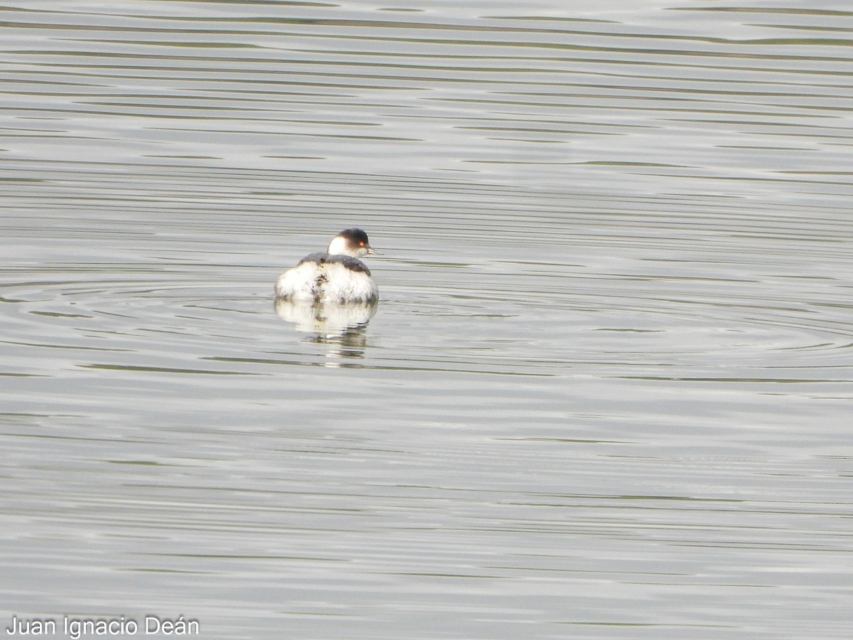 Grèbe à cou noir - ML646347897