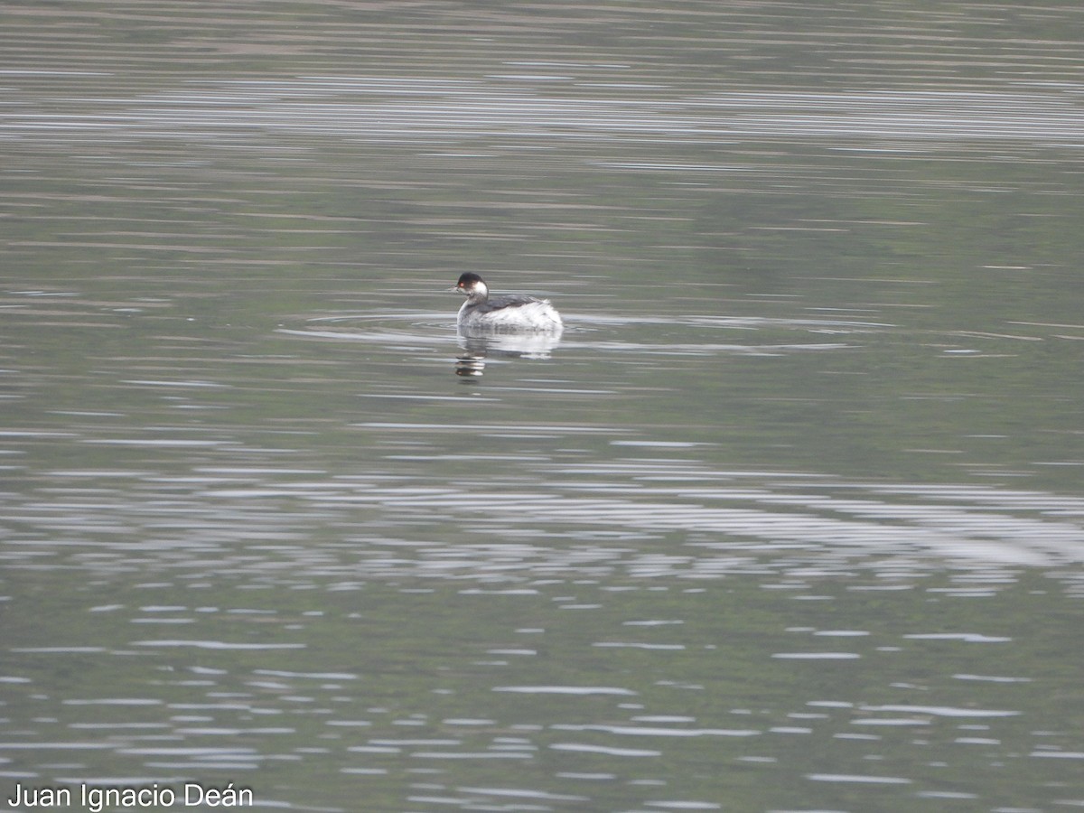 Grèbe à cou noir - ML646347898