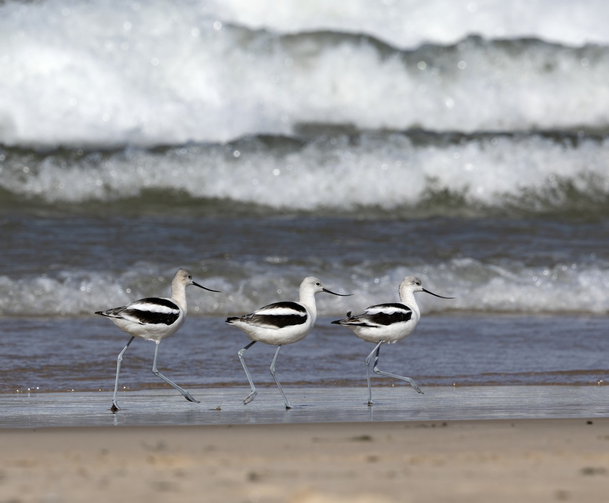 tenkozobec americký - ML646347922