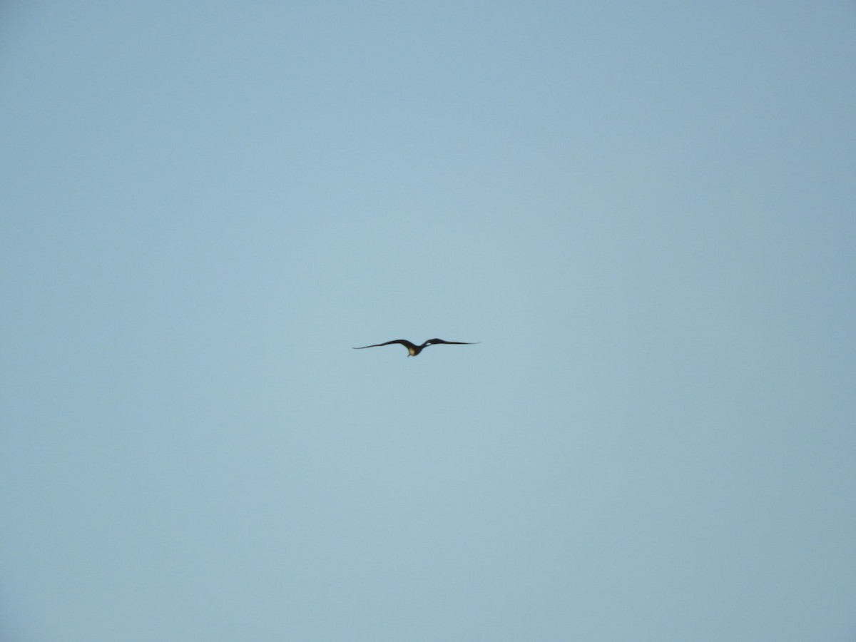 Magnificent Frigatebird - ML646347924