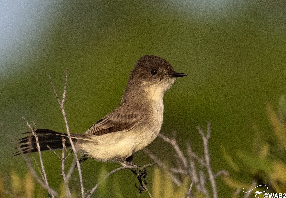 ツキヒメハエトリ - ML646347929