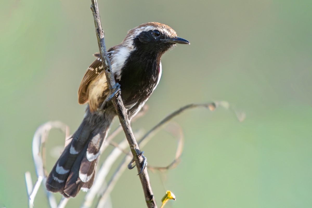 Sincora Antwren - ML646347931