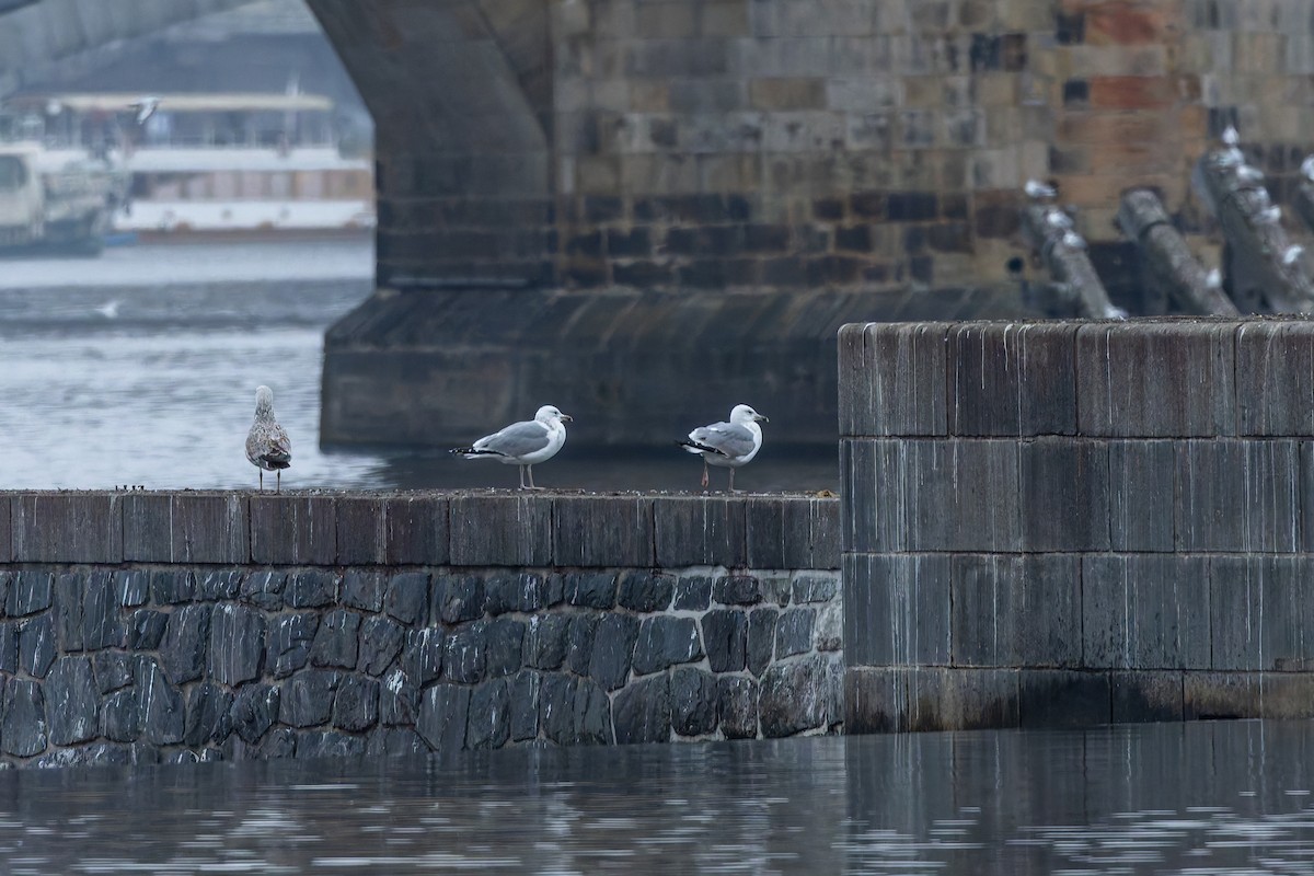Caspian Gull - ML646347932