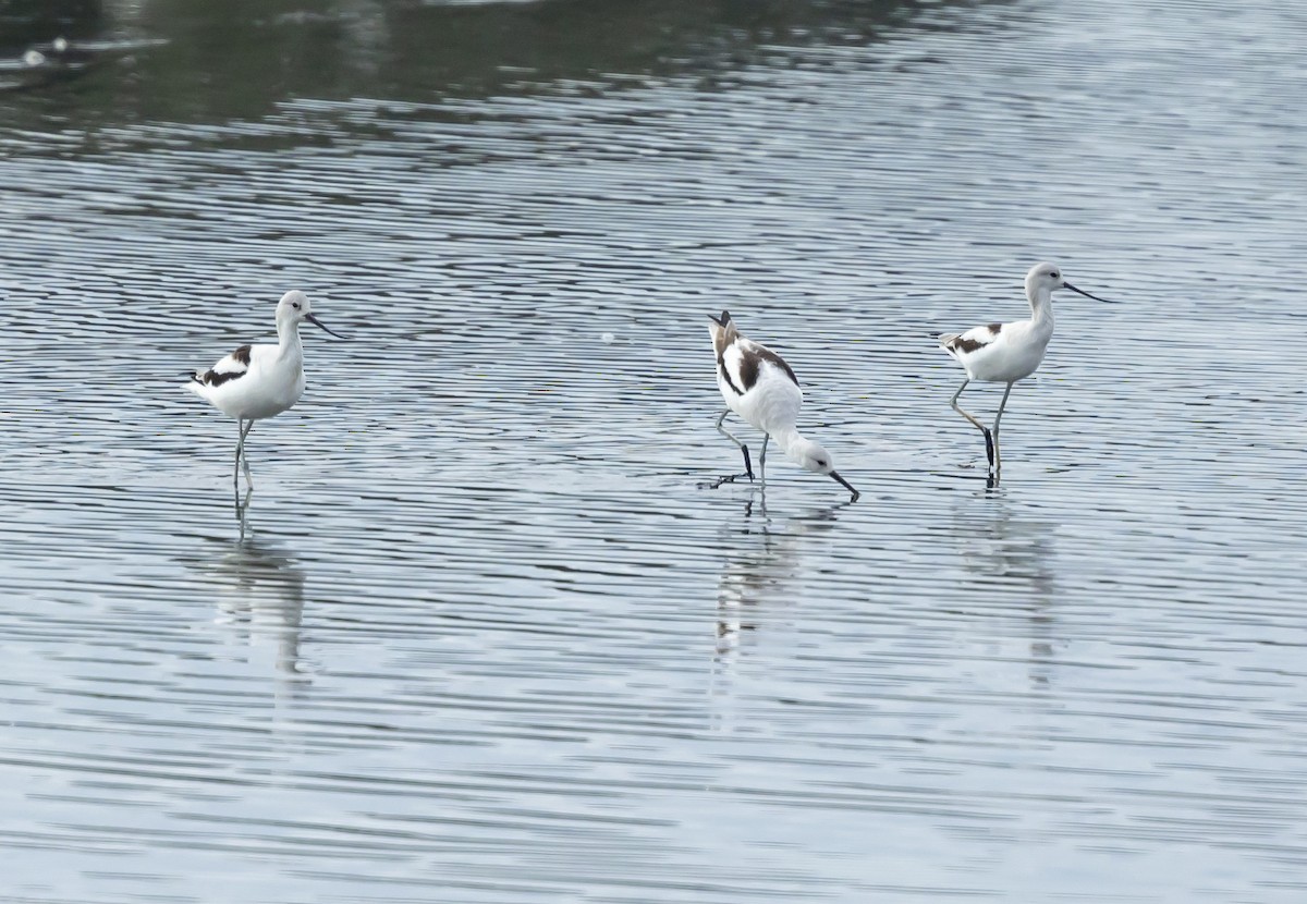 Avoceta Americana - ML646347934