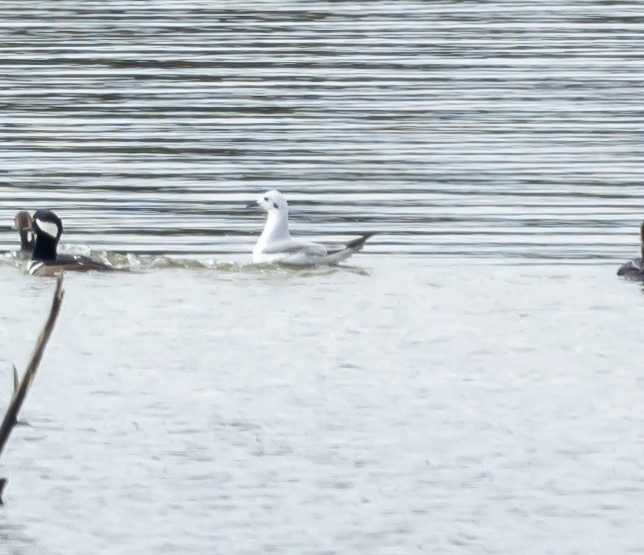 Gaviota de Bonaparte - ML646347935