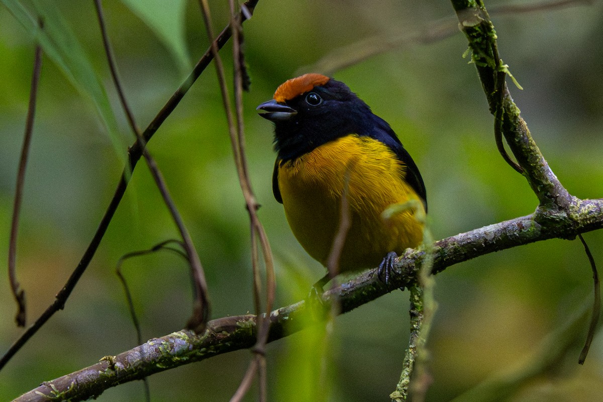 Olive-backed Euphonia - ML646347944