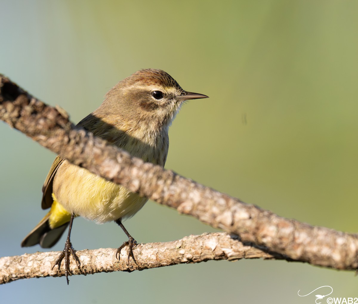 ヤシアメリカムシクイ - ML646347952