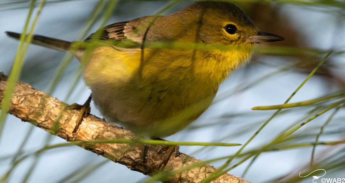 マツアメリカムシクイ - ML646347957