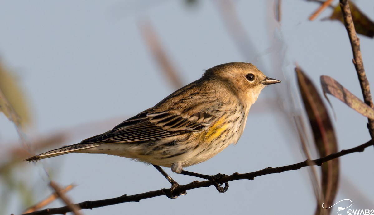 キヅタアメリカムシクイ - ML646347961