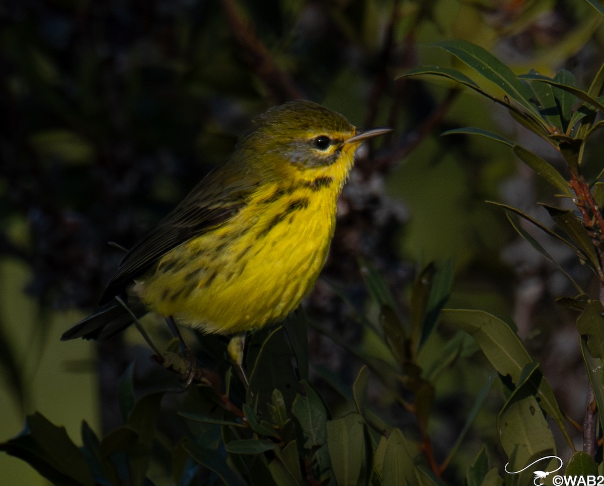 チャスジアメリカムシクイ - ML646347962