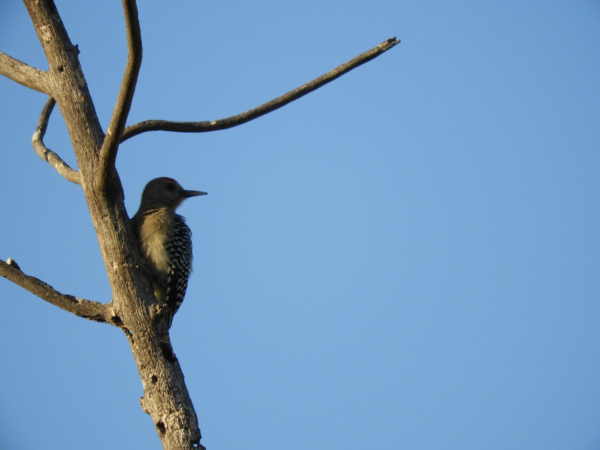 Red-crowned Woodpecker - ML646347979