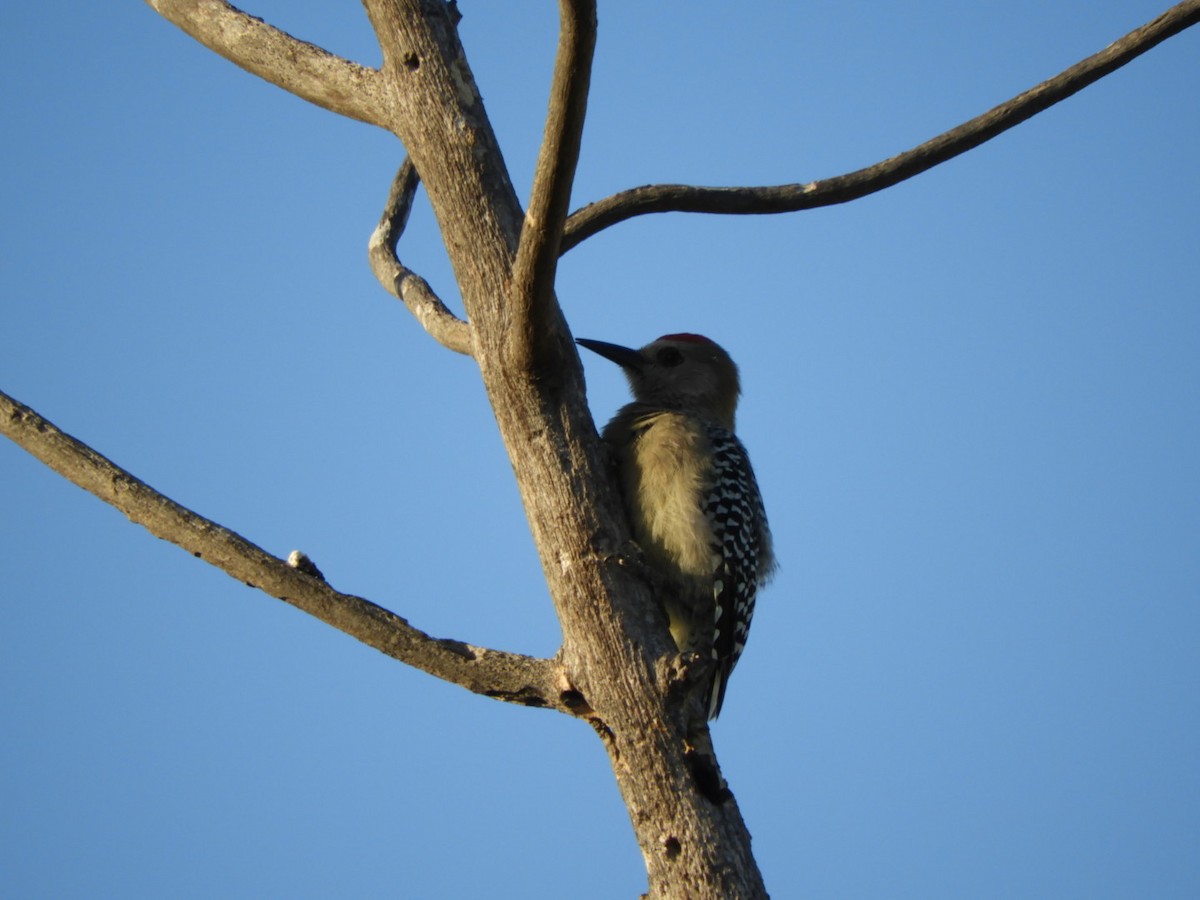 Red-crowned Woodpecker - ML646347980