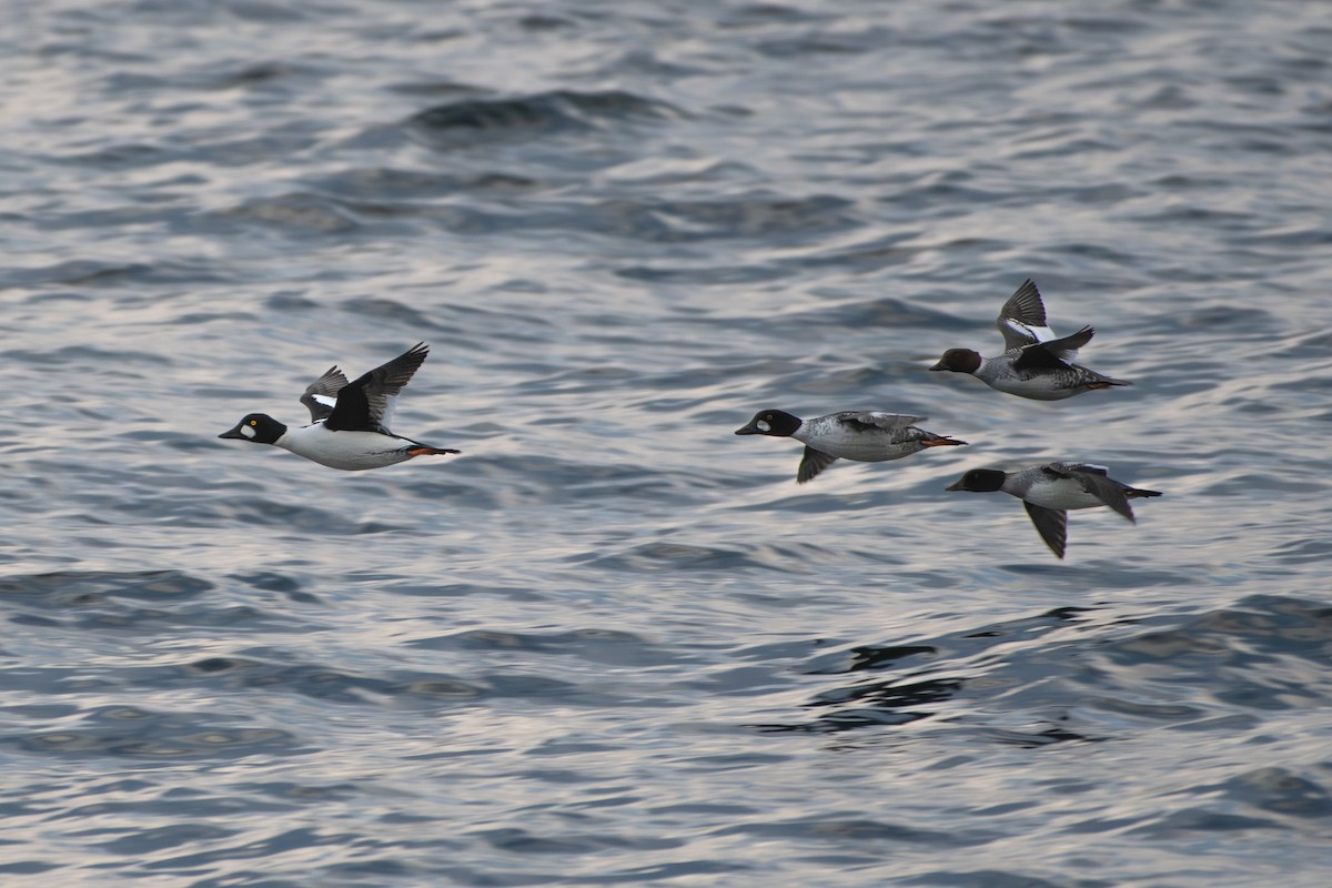 Barrow's Goldeneye - ML646347984
