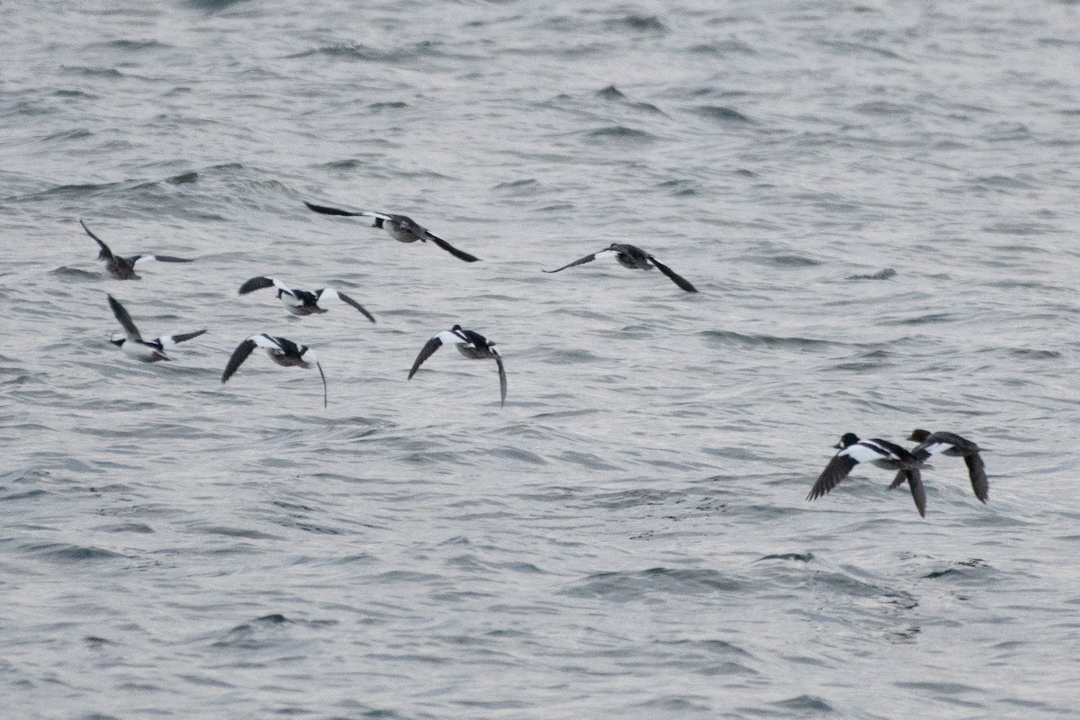 Barrow's Goldeneye - ML646347985