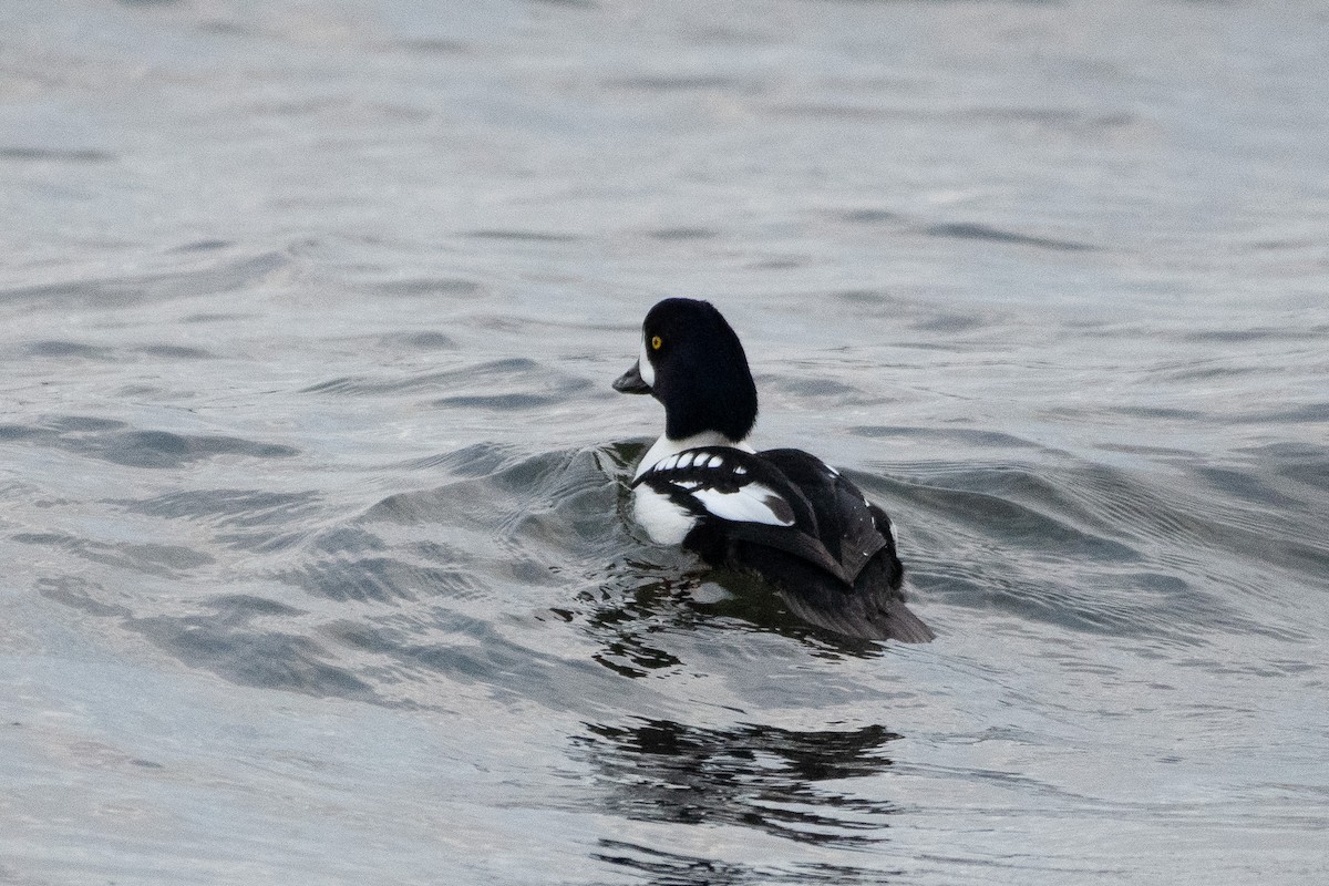 Barrow's Goldeneye - ML646347986