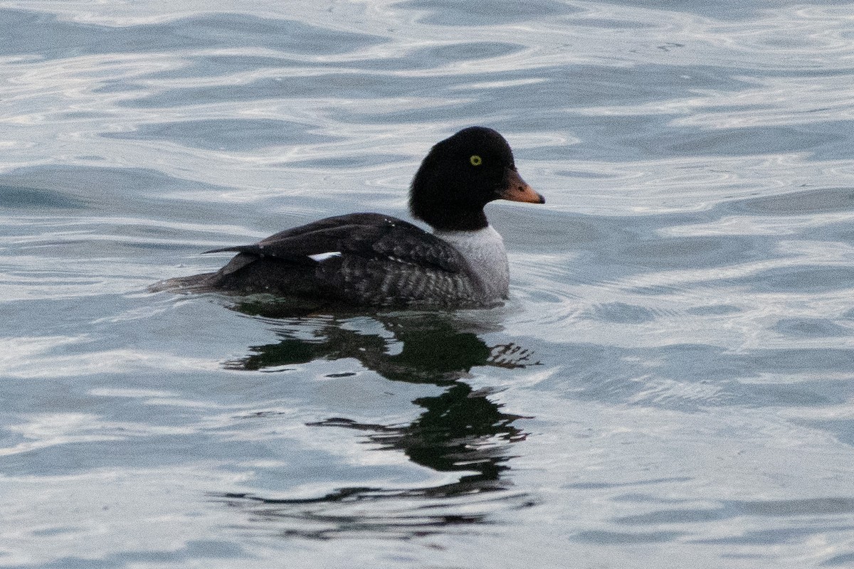 Barrow's Goldeneye - ML646347988