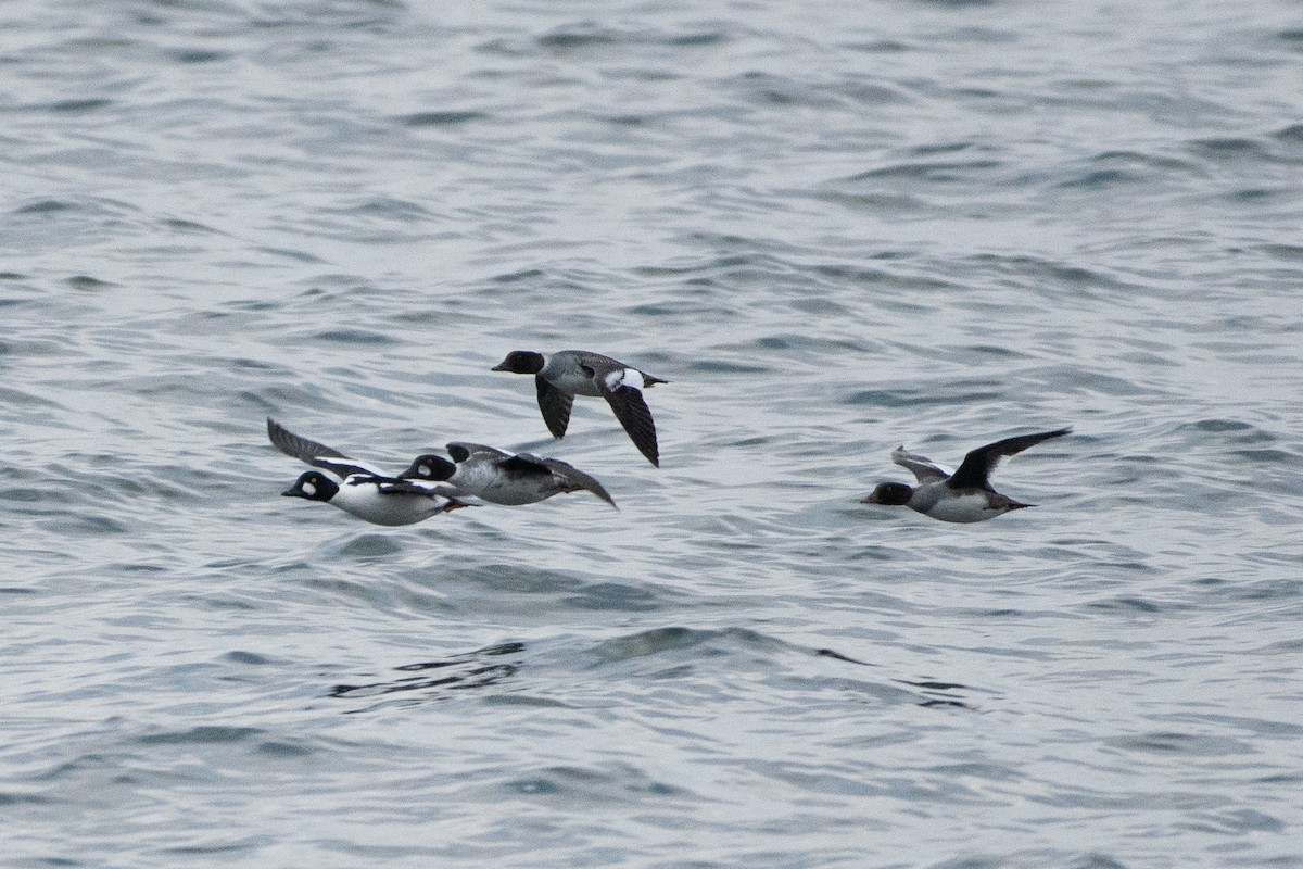 Barrow's Goldeneye - ML646347989