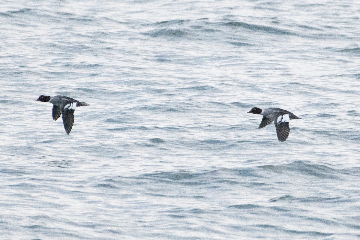 Barrow's Goldeneye - ML646347990