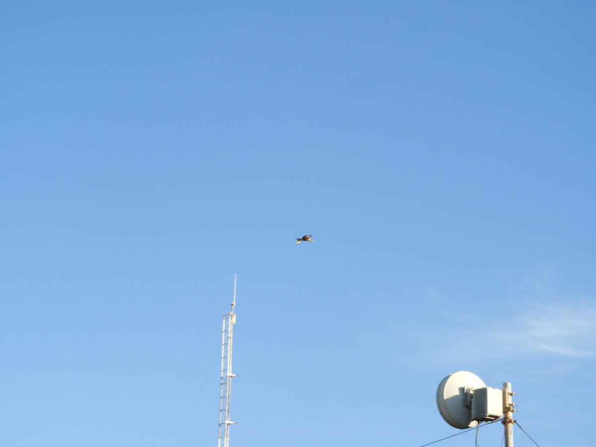 Crested Caracara - ML646347991