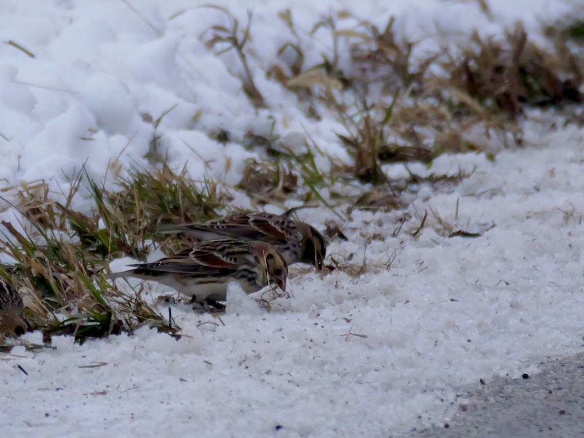 Lapland Longspur - ML646347993