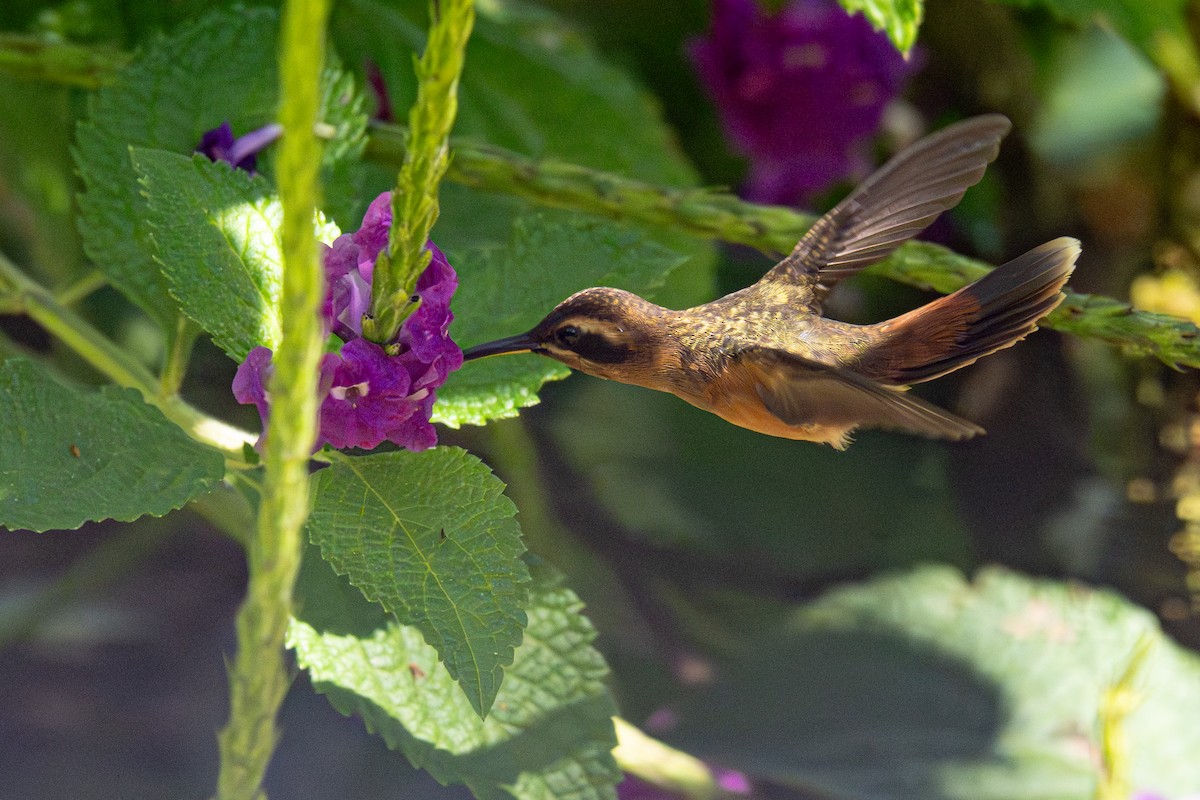 Stripe-throated Hermit - ML646347996