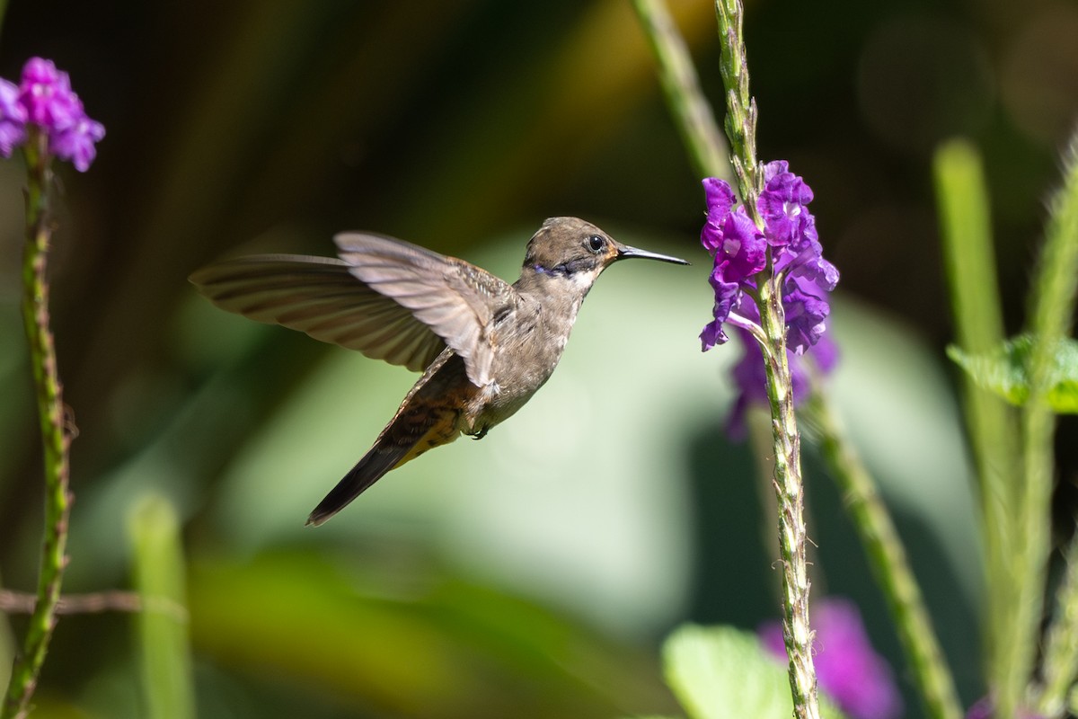 Brown Violetear - ML646348002
