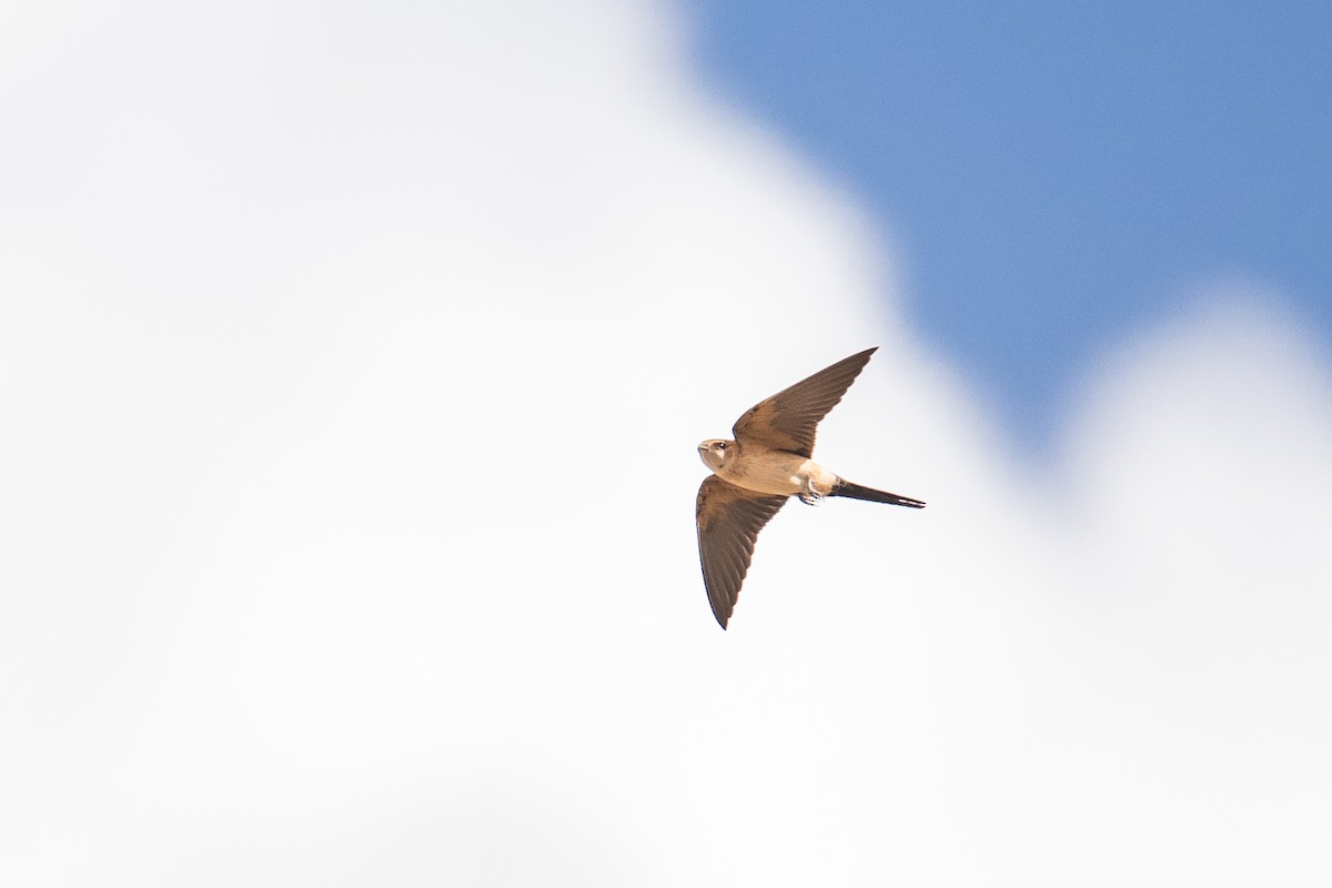 Рыжепоясничная ласточка - ML646348003