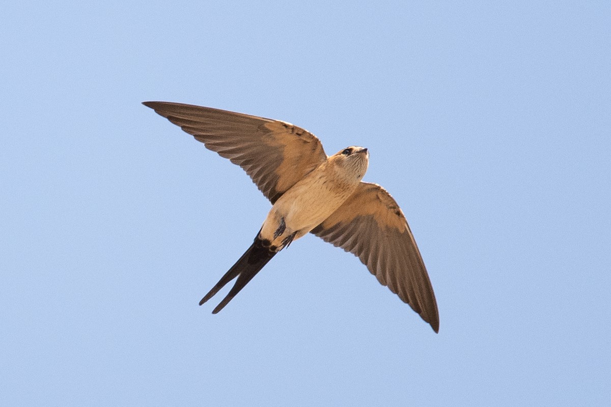 Рыжепоясничная ласточка - ML646348004