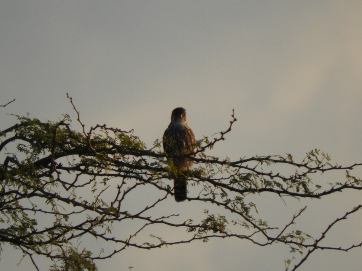 Merlin - ML646348006