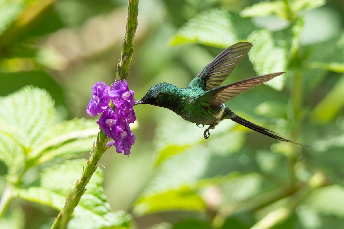 Green Thorntail - ML646348007