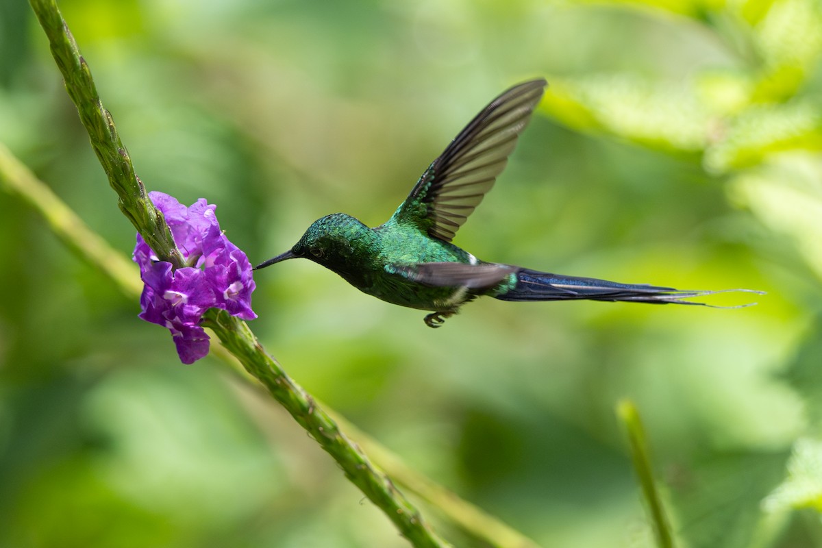 Green Thorntail - ML646348008