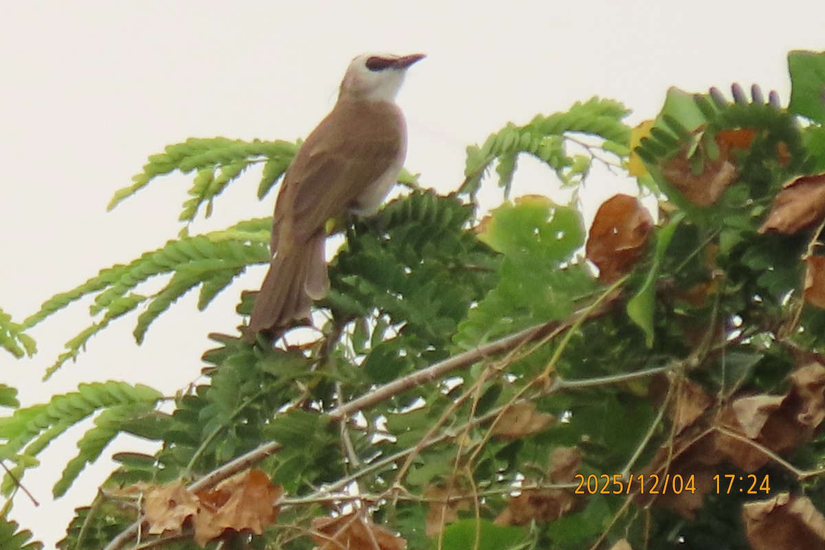 Белобровый бюльбюль - ML646348009