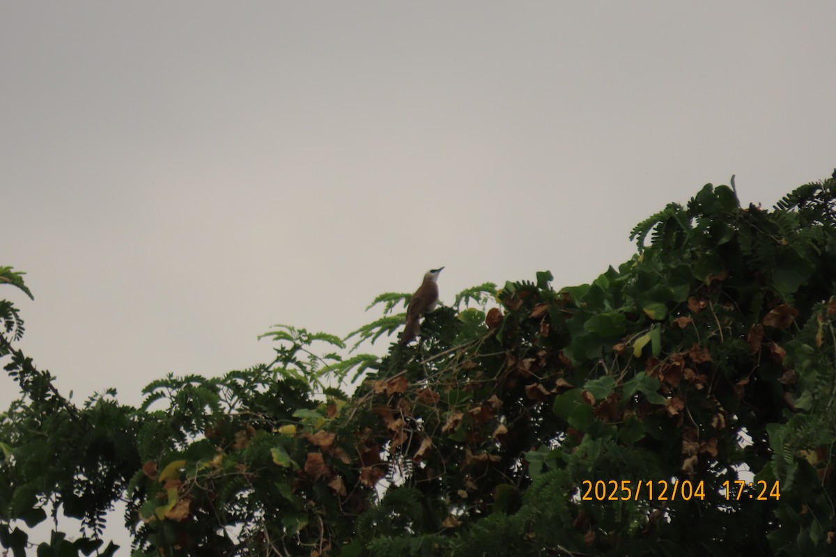 Белобровый бюльбюль - ML646348010