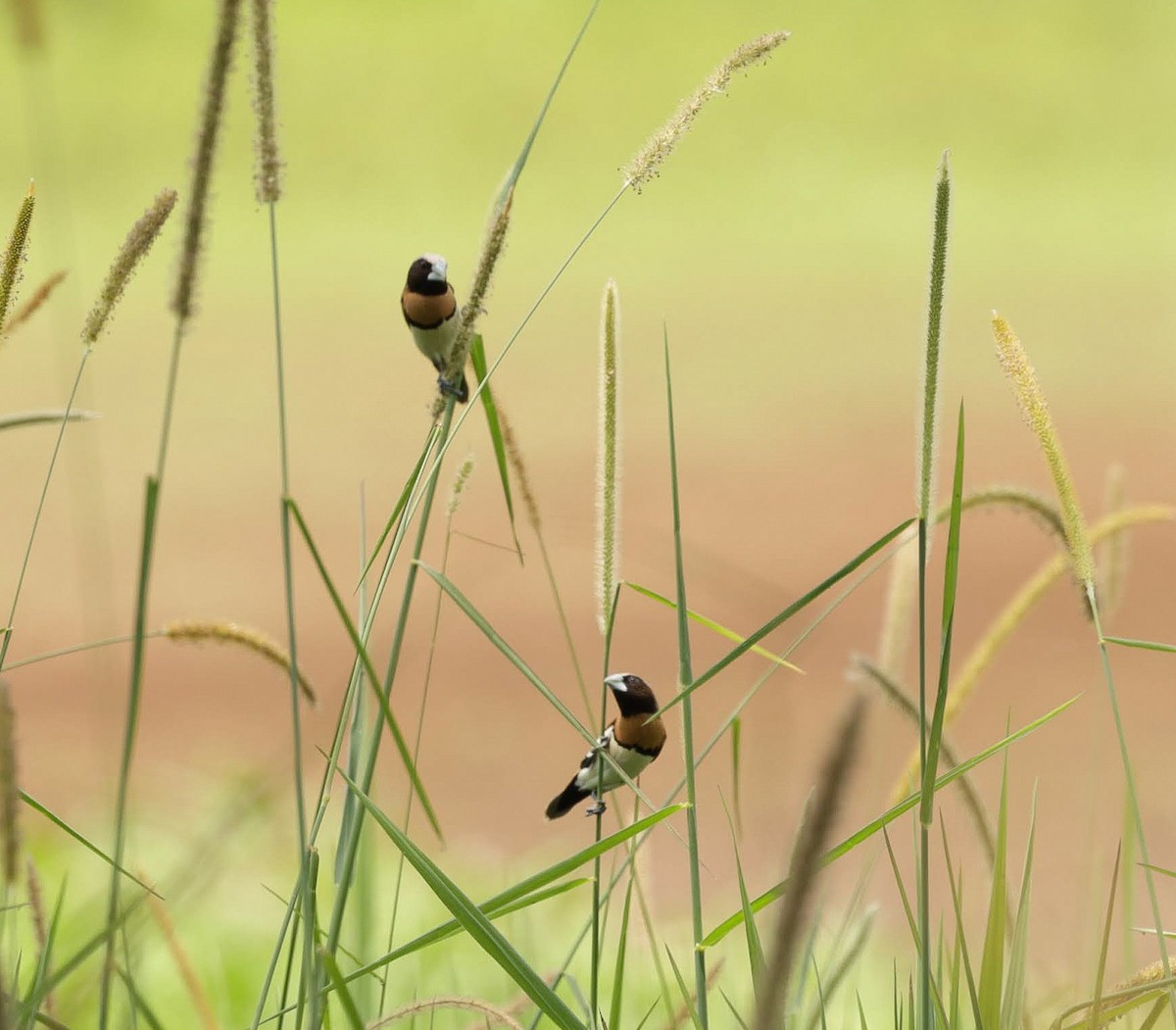 Chestnut-breasted Munia - ML646348012