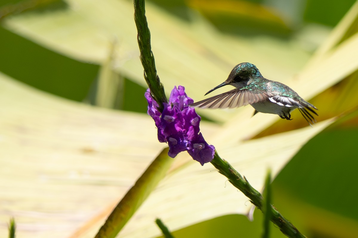 White-crested Coquette - ML646348013