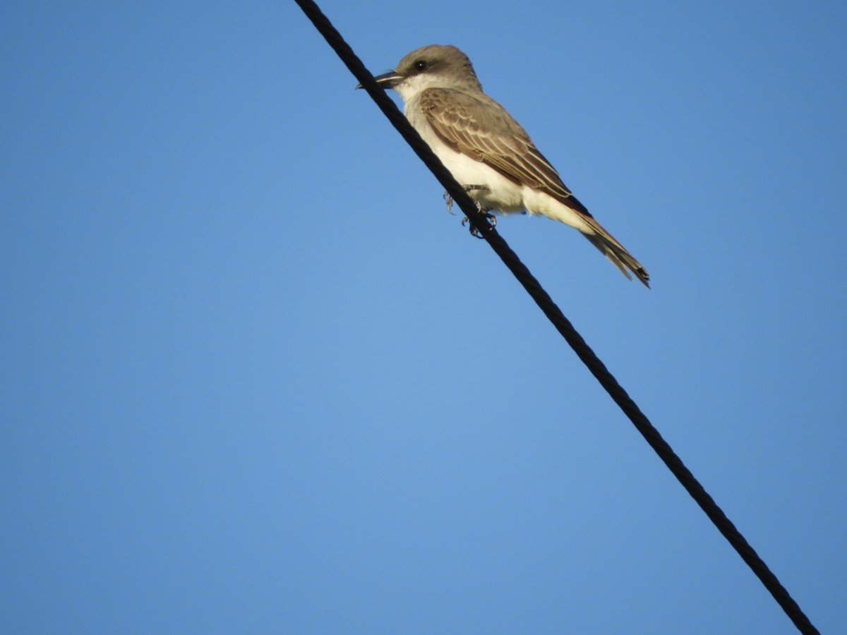 Gray Kingbird - ML646348033