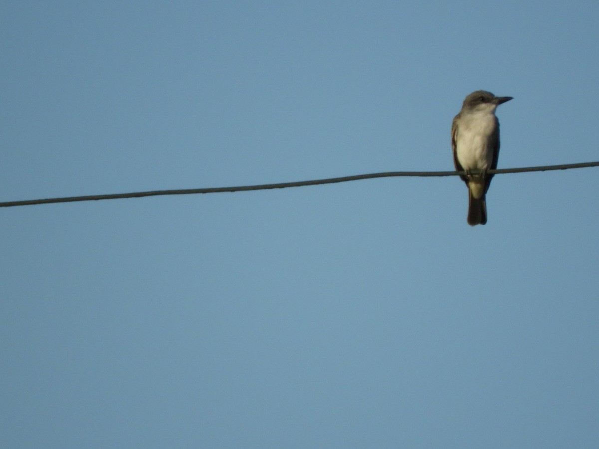 Gray Kingbird - ML646348034