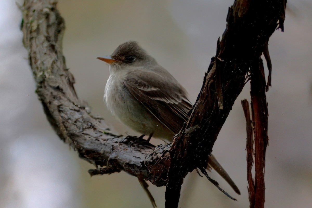 Eastern Wood-Pewee - ML646348036