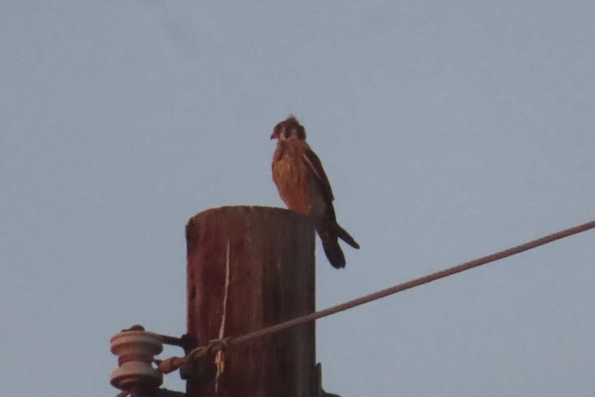 American Kestrel - ML646348038