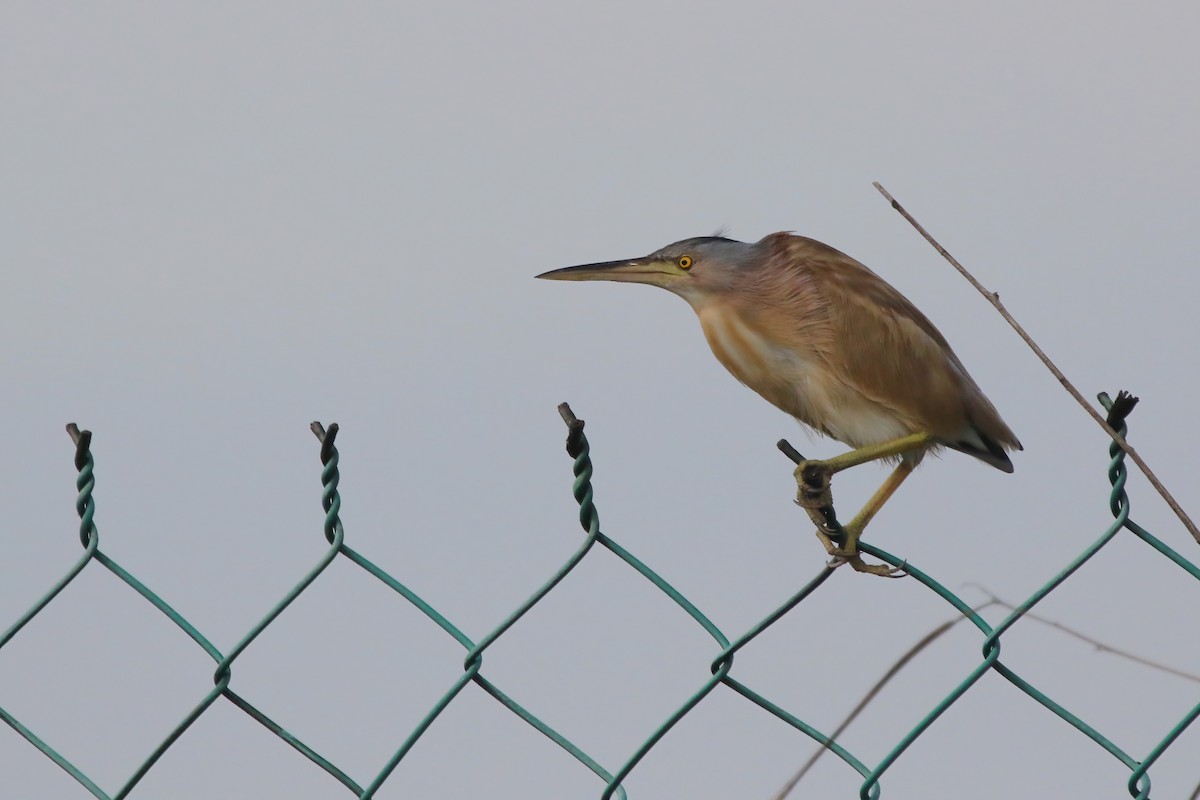 bukáček žlutonohý - ML646348039