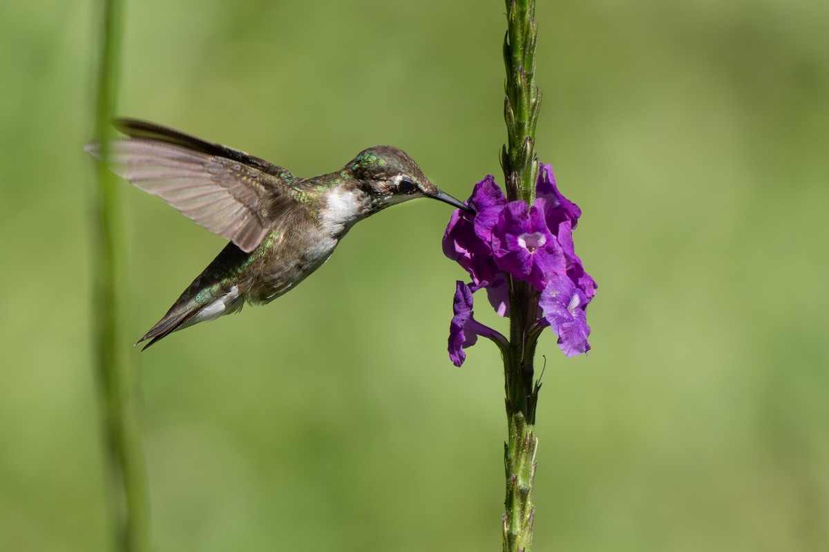 Ruby-throated Hummingbird - ML646348040